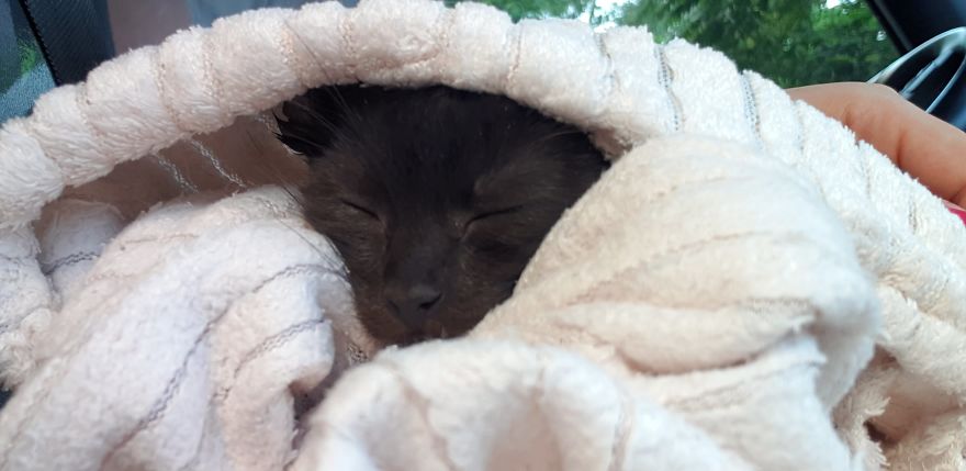 Our Warrior Cat Shuri Has A Baby Brother Now, Another Black Kitten That Was In Desperate Need Of Rescue Our Warrior Cat Shuri Has A Baby Brother Now, Another Black Kitten That Was In Desperate Need Of Rescue