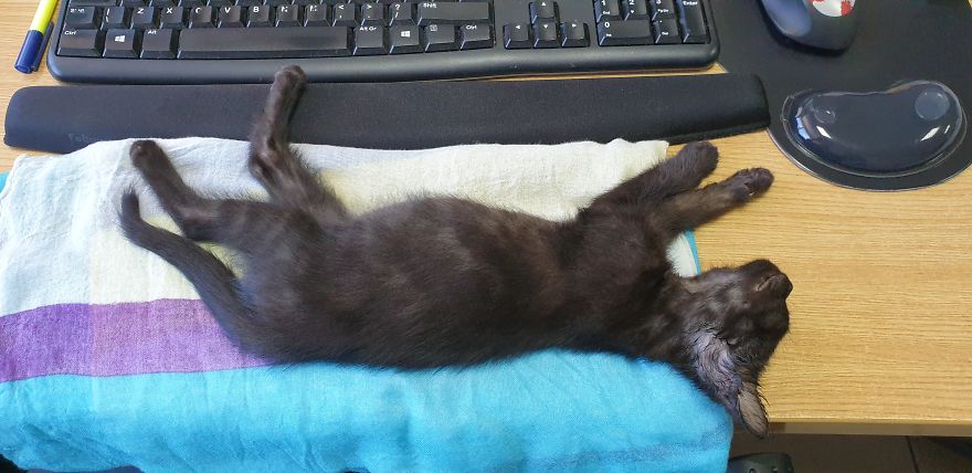 Our Warrior Cat Shuri Has A Baby Brother Now, Another Black Kitten That Was In Desperate Need Of Rescue Our Warrior Cat Shuri Has A Baby Brother Now, Another Black Kitten That Was In Desperate Need Of Rescue