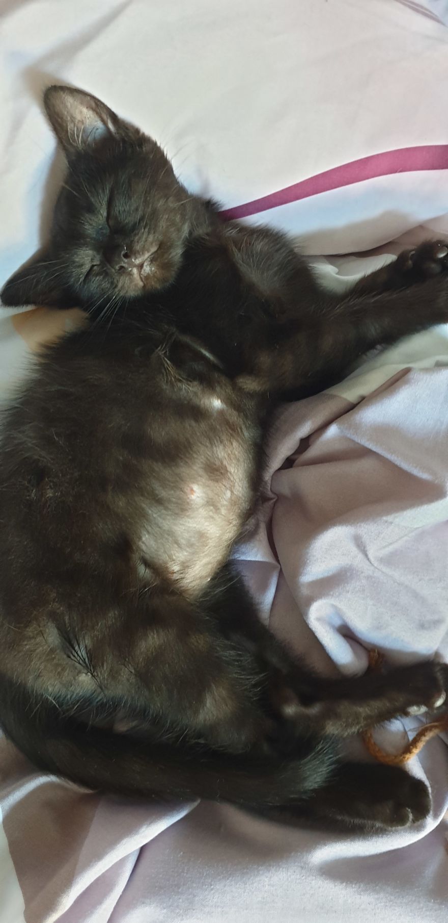 Our Warrior Cat Shuri Has A Baby Brother Now, Another Black Kitten That Was In Desperate Need Of Rescue Our Warrior Cat Shuri Has A Baby Brother Now, Another Black Kitten That Was In Desperate Need Of Rescue