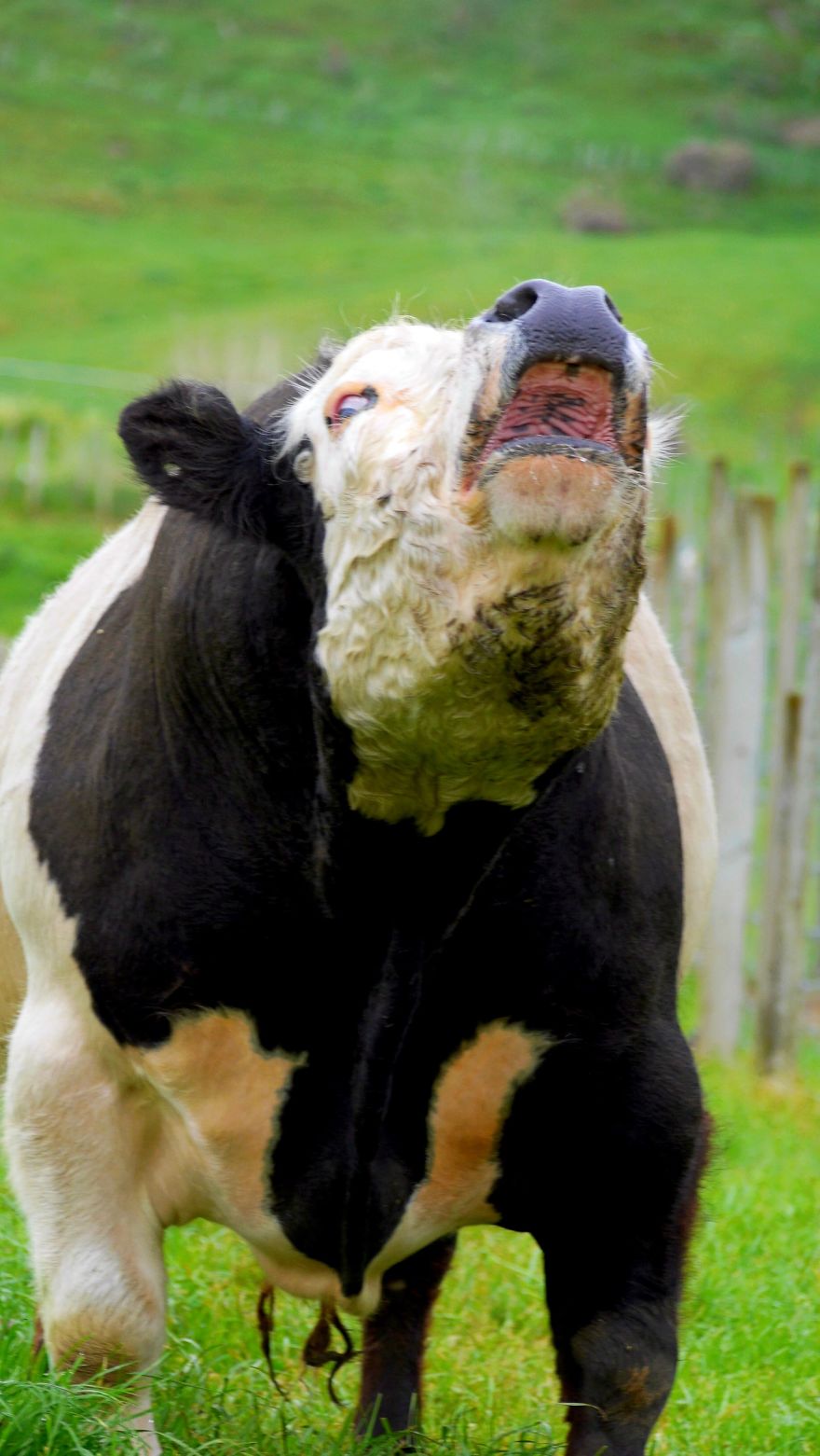 Gift - By Jeffrey Vincent Parise