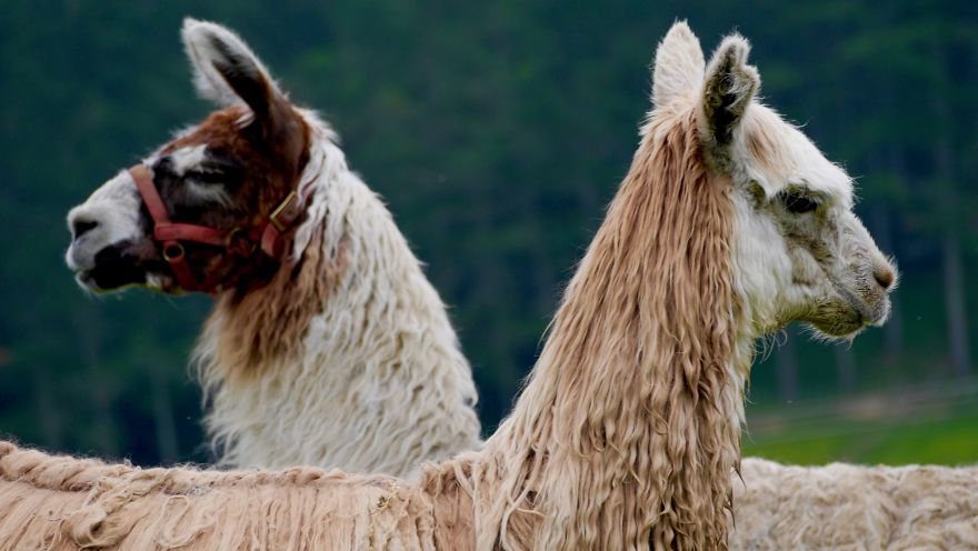 Gift - By Jeffrey Vincent Parise