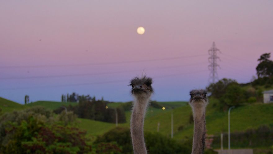 Gift - By Jeffrey Vincent Parise