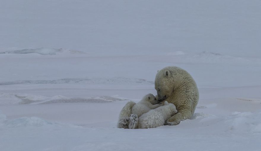 Polar Bear Love