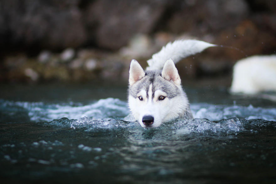 Summertime With Siberian Husky And White Shepherd Summertime With Siberian Husky And White Shepherd