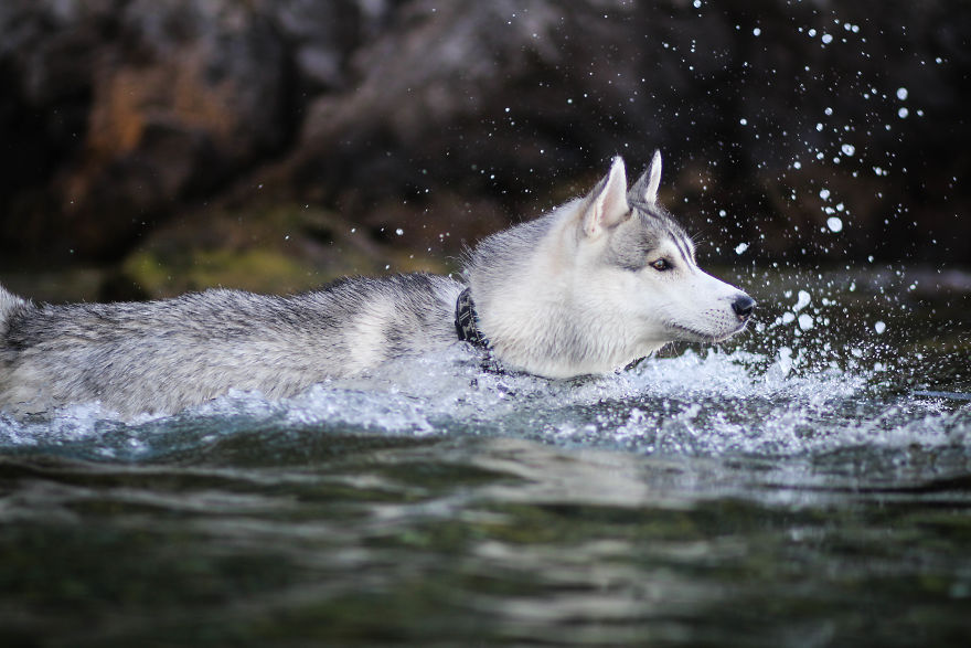 Summertime With Siberian Husky And White Shepherd Summertime With Siberian Husky And White Shepherd