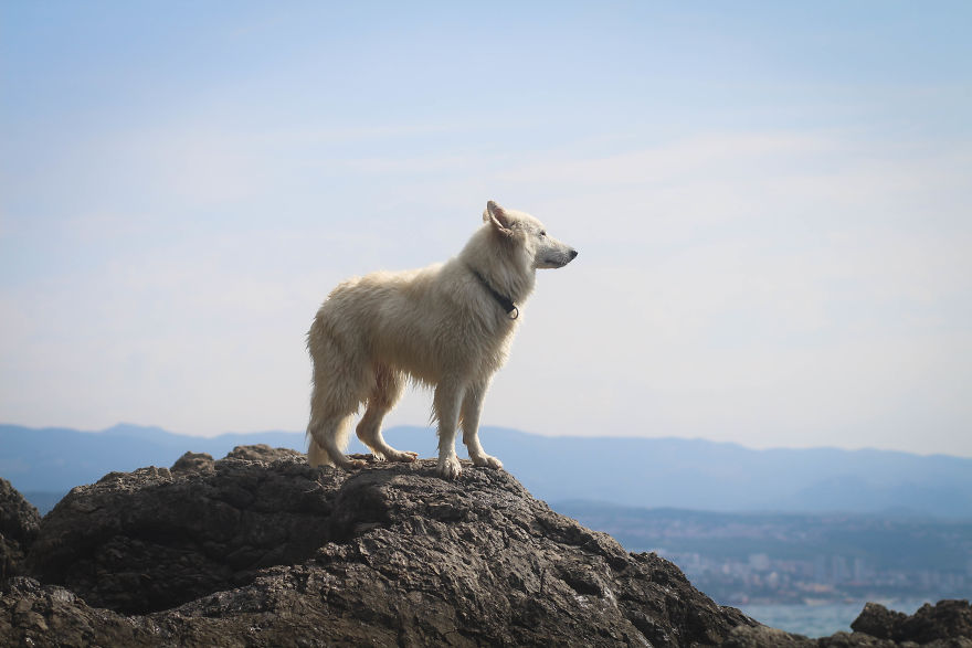 Summertime With Siberian Husky And White Shepherd