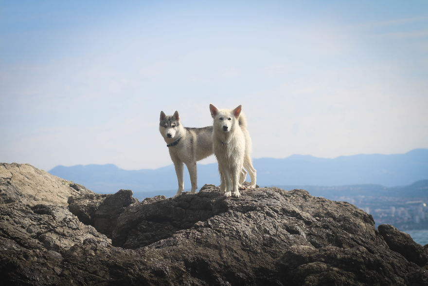 Summertime With Siberian Husky And White Shepherd