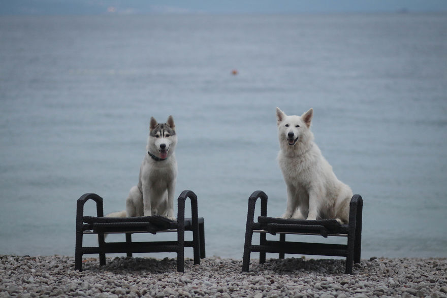 Summertime With Siberian Husky And White Shepherd Summertime With Siberian Husky And White Shepherd