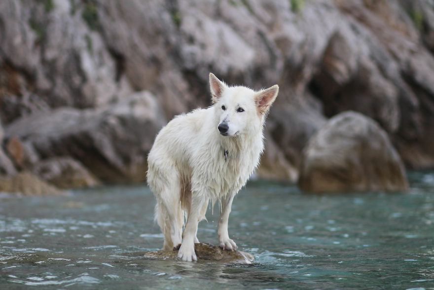 Summertime With Siberian Husky And White Shepherd Summertime With Siberian Husky And White Shepherd