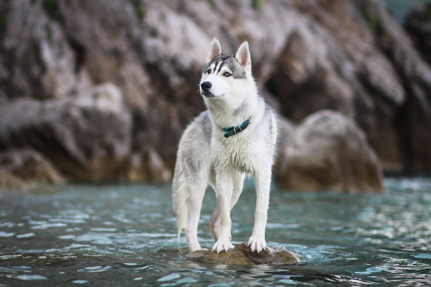 Summertime With Siberian Husky And White Shepherd