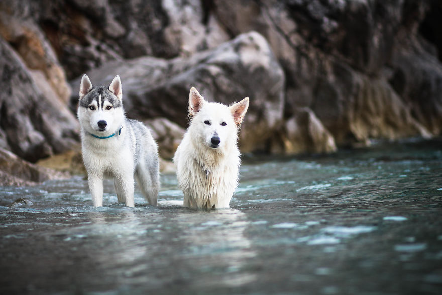 Summertime With Siberian Husky And White Shepherd