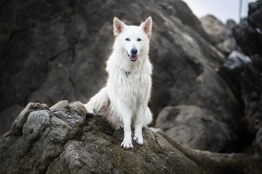 Summertime With Siberian Husky And White Shepherd