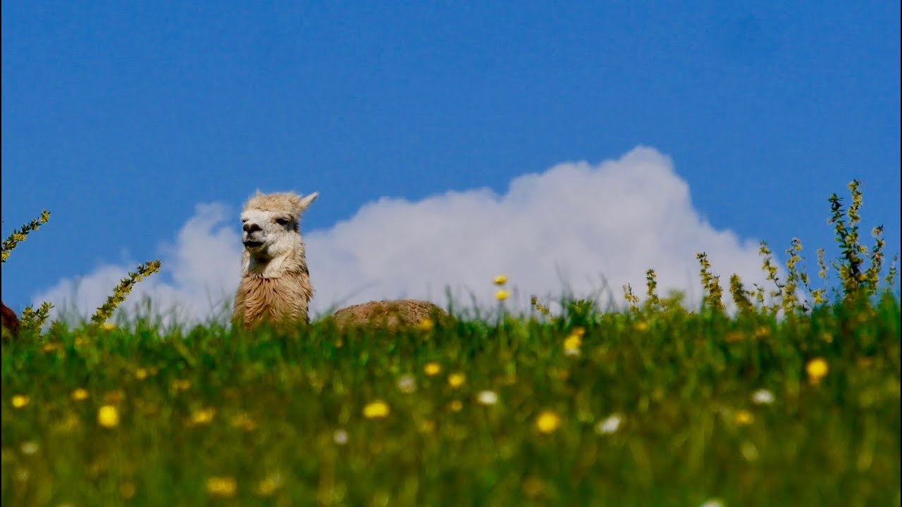 Gift – By Jeffrey Vincent Parise