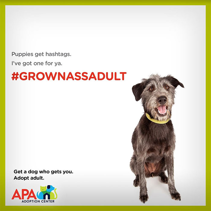 Animal Adoption Posters