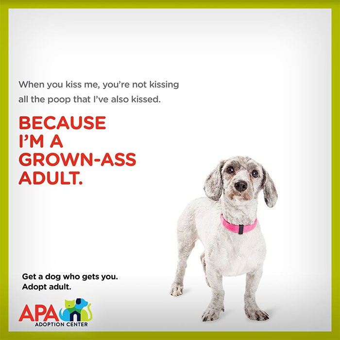 Animal Adoption Posters