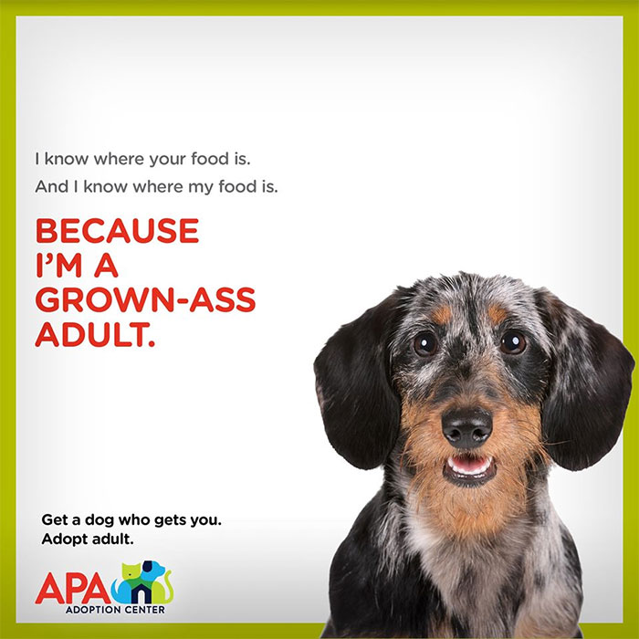 Animal Adoption Posters