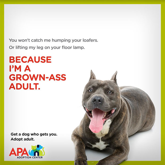 Animal Adoption Posters