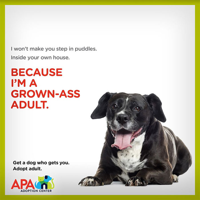 Animal Adoption Posters