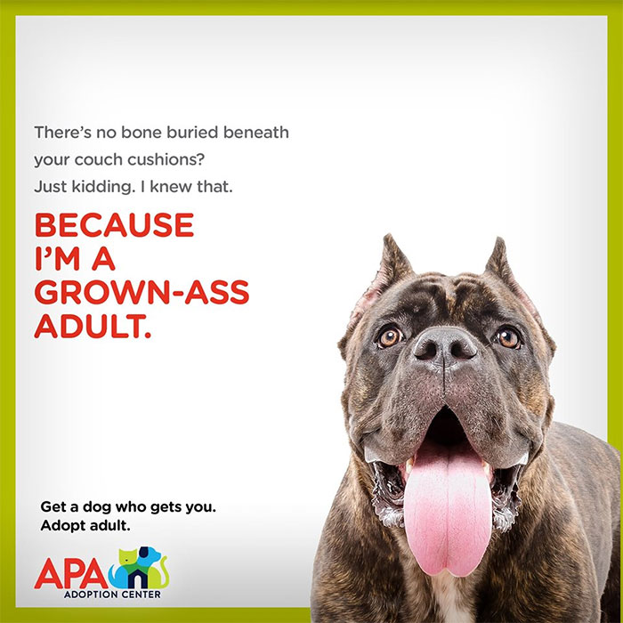 Animal Adoption Posters