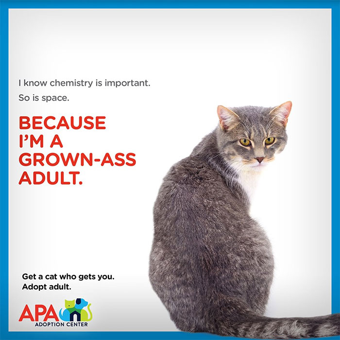 Animal Adoption Posters