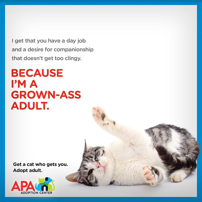 Animal Adoption Posters