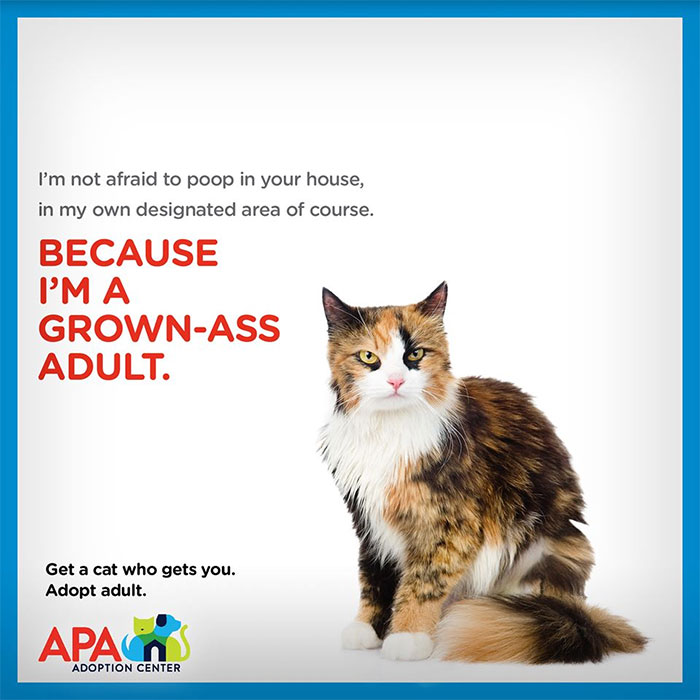 Animal Adoption Posters