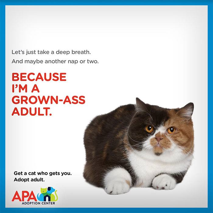 Animal Adoption Posters
