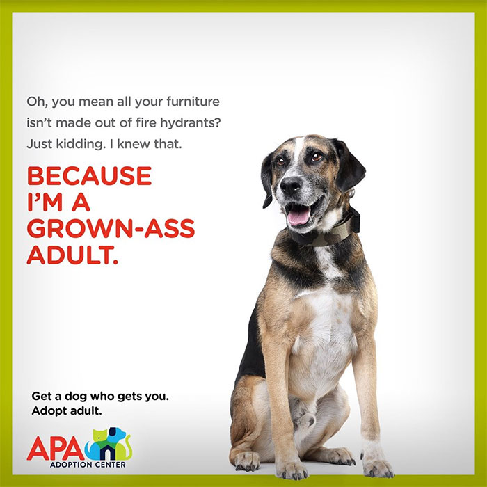 Animal Adoption Posters