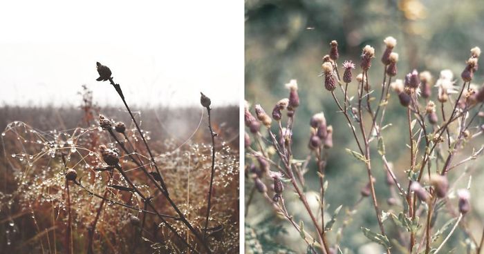 I Captured 18 Aesthetic Photos Of Flowers And Insects I Came Across While Traveling Around The World