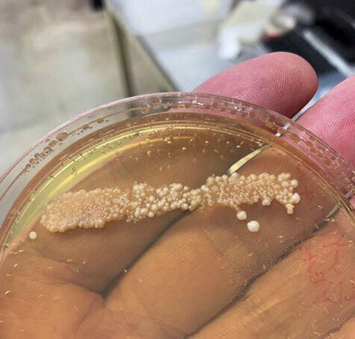 Scientist Bakes Bread From 4,500-Year-Old Yeast, Says The Flavor Is Incredible