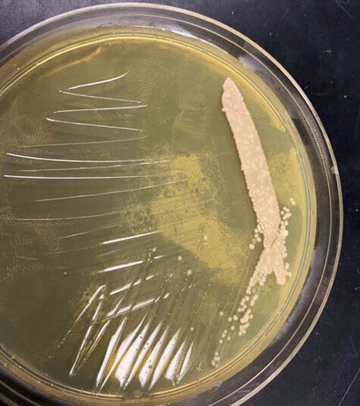 Scientist Bakes Bread From 4,500-Year-Old Yeast, Says The Flavor Is Incredible