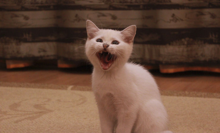 This New ‘Vaccine’ Can Prevent You From Being Allergic To Cats This New ‘Vaccine’ Can Prevent You From Being Allergic To Cats