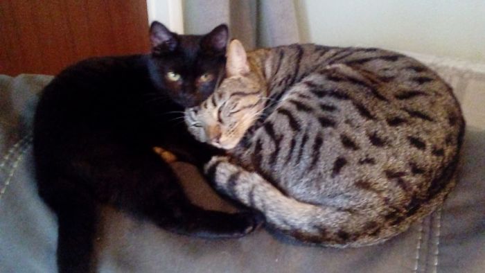 This New ‘Vaccine’ Can Prevent You From Being Allergic To Cats