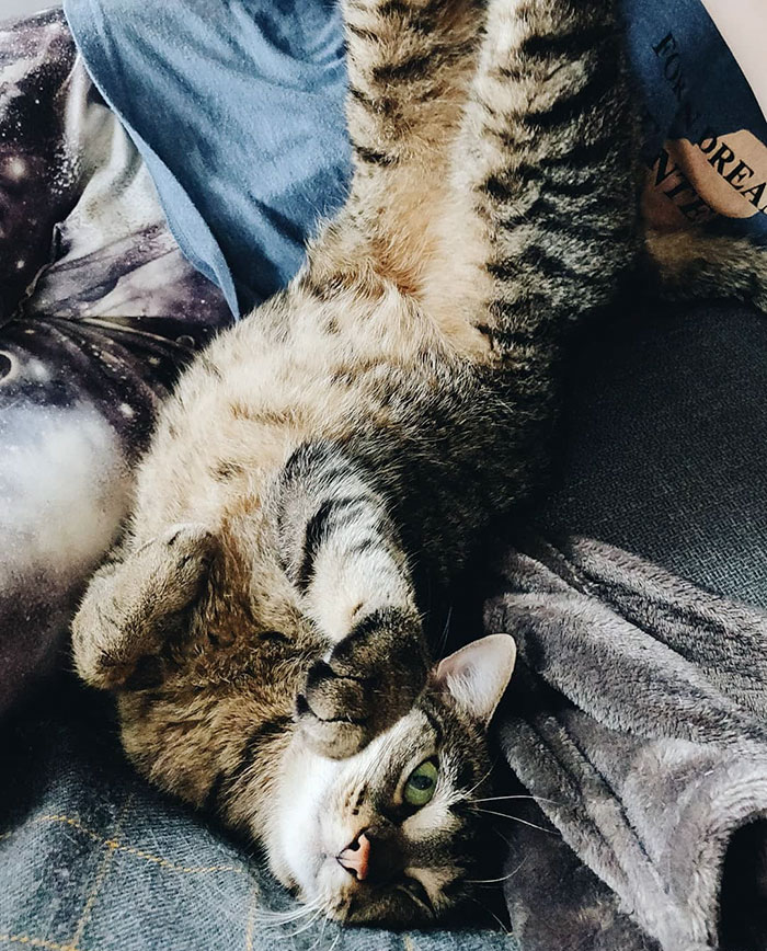 This New ‘Vaccine’ Can Prevent You From Being Allergic To Cats