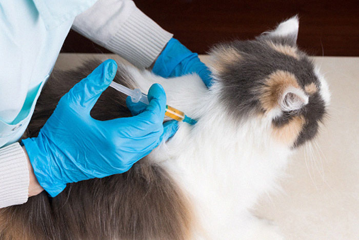 This New ‘Vaccine’ Can Prevent You From Being Allergic To Cats This New ‘Vaccine’ Can Prevent You From Being Allergic To Cats