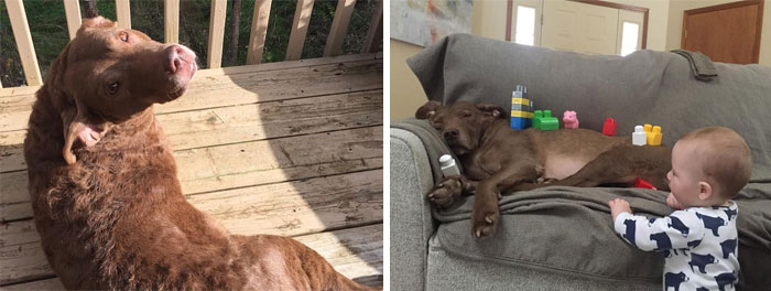 It Makes Sense That This Dog’s Name Is Snorkel Because He Is Drowning (Yes I Know That Doesn’t Make Sense, Shut Up) 