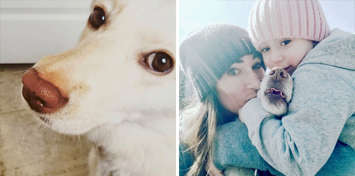 We Don’t Deserve Dogs. We *definitely* Deserve Toddlers