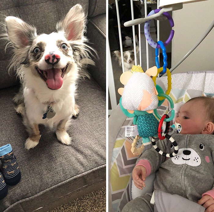 To Be Fair, This Dog Seemed A Bit Unhinged Even Before The Baby Came Along. But At Least Then He Was Free!
