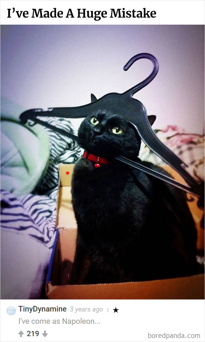 Here Is Bored Panda's Hall Of Fame With The 50 Most Hilarious Comments