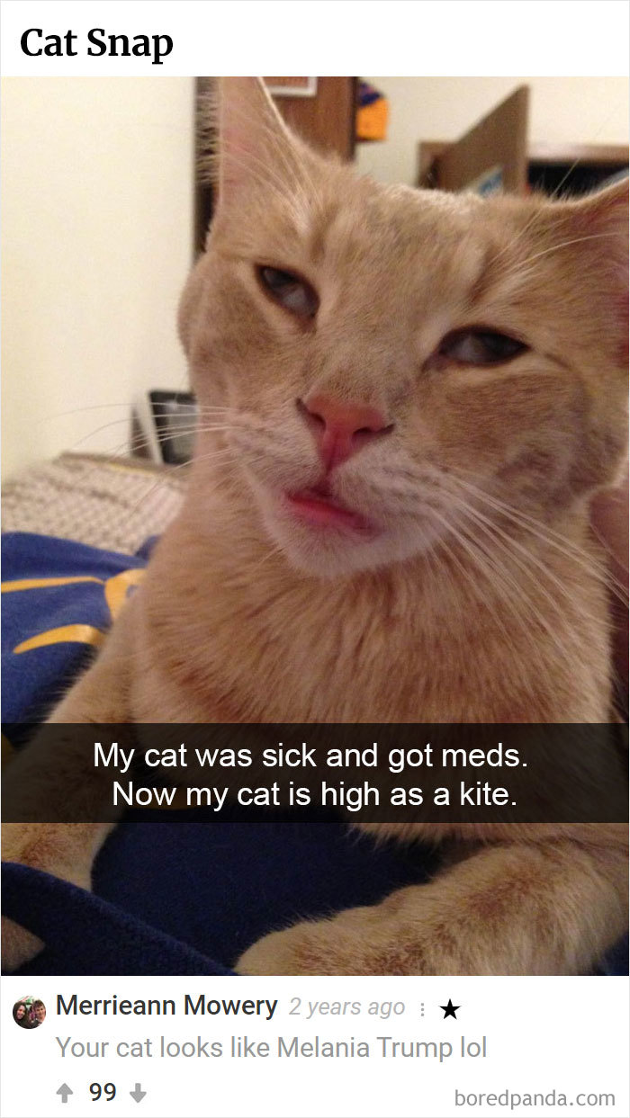 Here Is Bored Panda's Hall Of Fame With The 50 Most Hilarious Comments