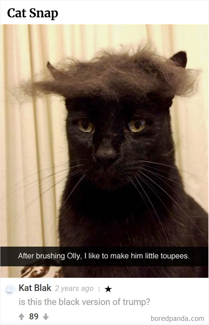 Here Is Bored Panda's Hall Of Fame With The 50 Most Hilarious Comments