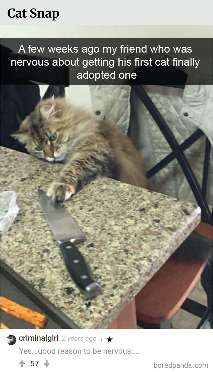 Here Is Bored Panda's Hall Of Fame With The 50 Most Hilarious Comments