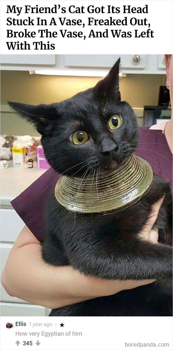 Best-Bored-Panda-Users-Comments