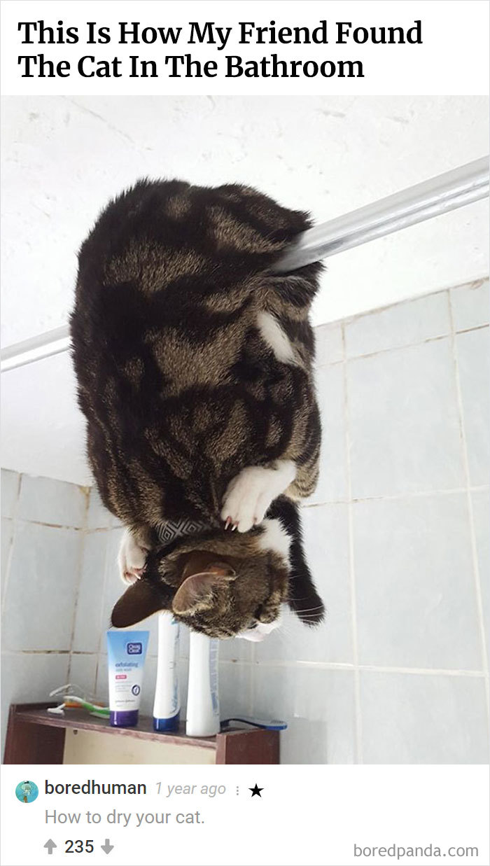 Here Is Bored Panda's Hall Of Fame With The 50 Most Hilarious Comments