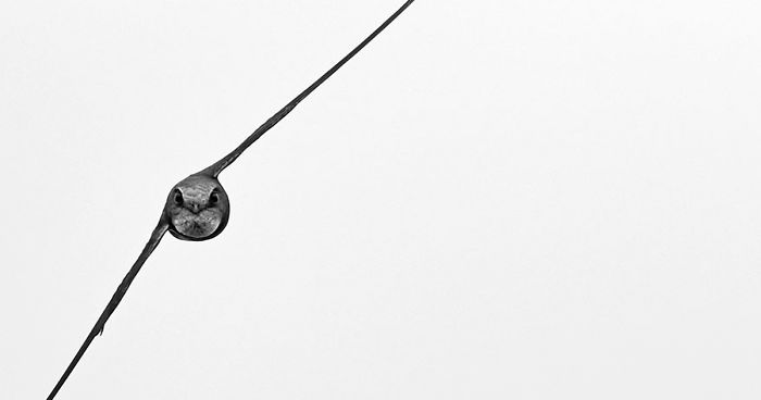 46 Best Bird Photos Of 2019 Have Been Announced, And They’re Amazing