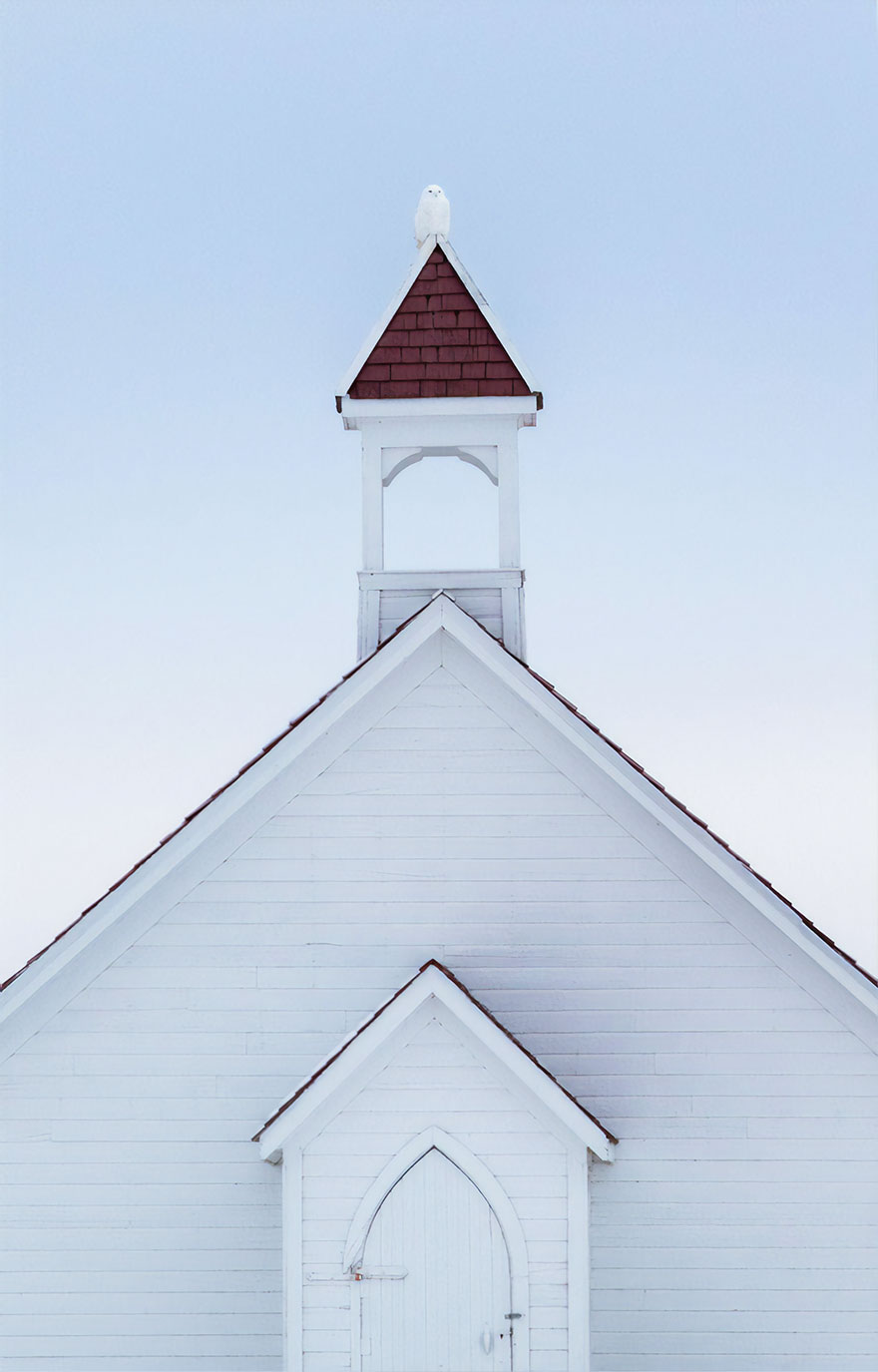 Chad Larsen - Garden And Urban Birds - Gold