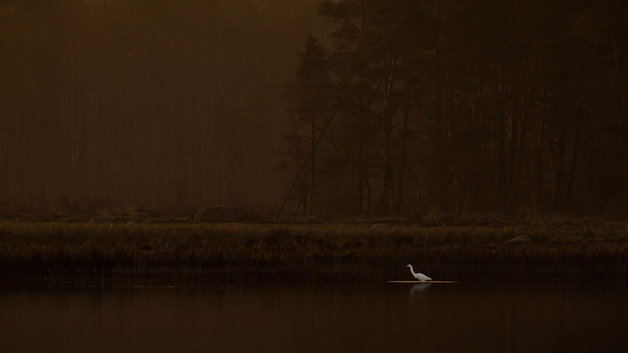Hans Olsson - Birds In The Environment - Honorable Mention