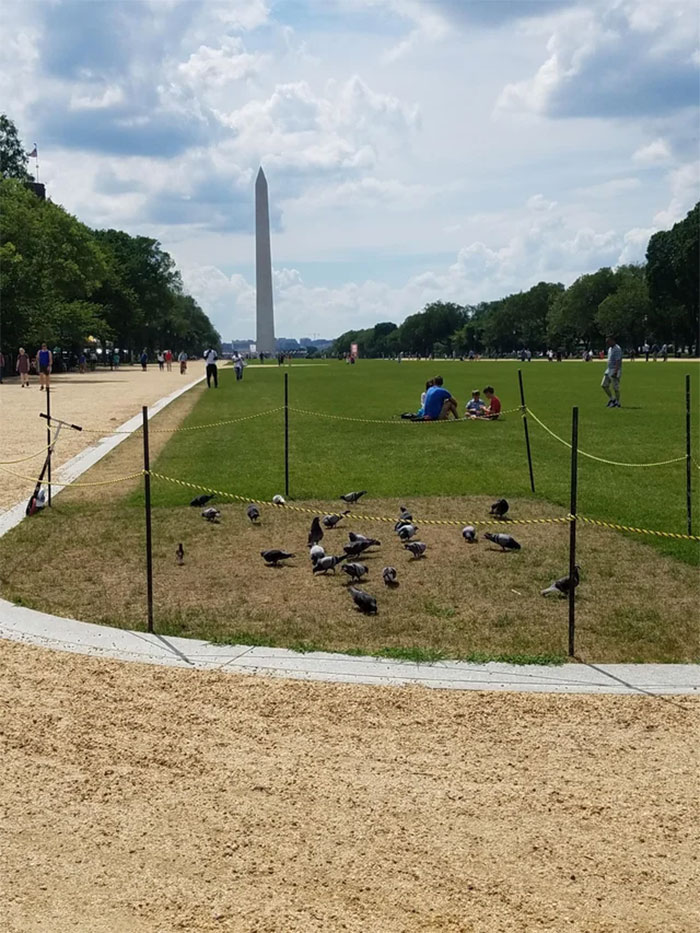 This Area Was Re-Seeded And Roped Off To Keep People From Walking On It To Allow The Grass To Grow