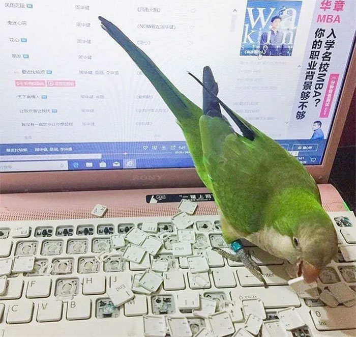 Logan Let His Damn Bird Out