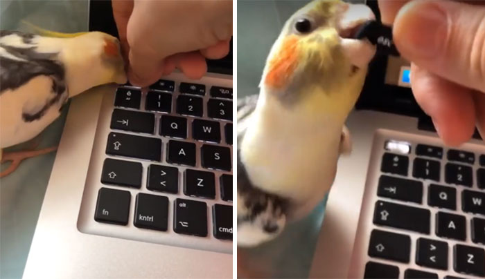 Reason For Lack Of Homework? "The Bird Is An Ass****"